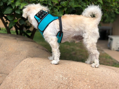 SpikeHarness Dog Harness – Spiked Neck Protection