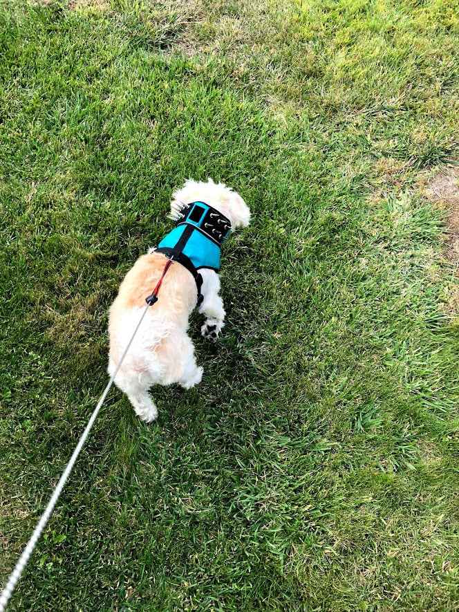 SpikeHarness Dog Harness – Spiked Neck Protection