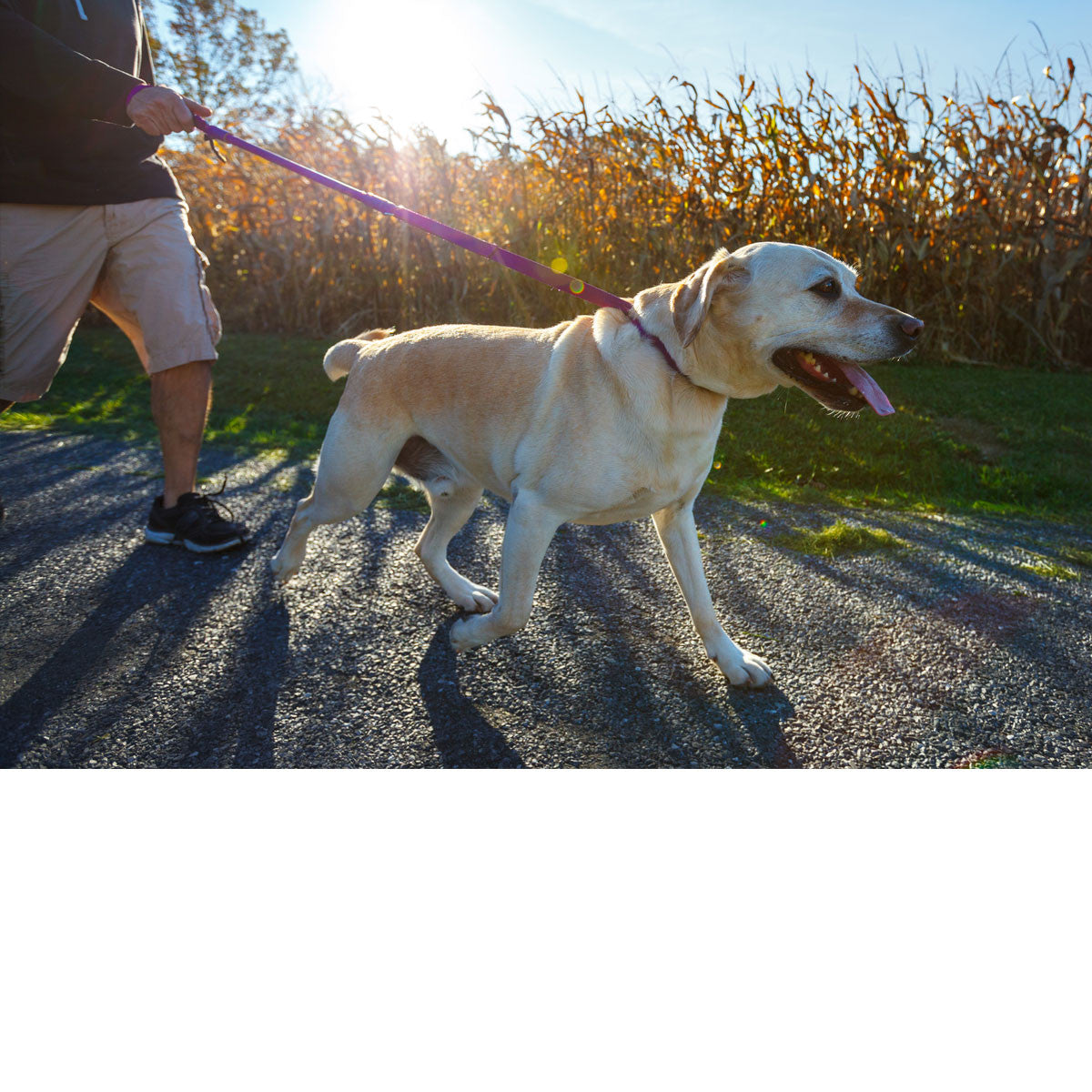 Urban Walk’r No-Pull Leash – Short City Dog Leash