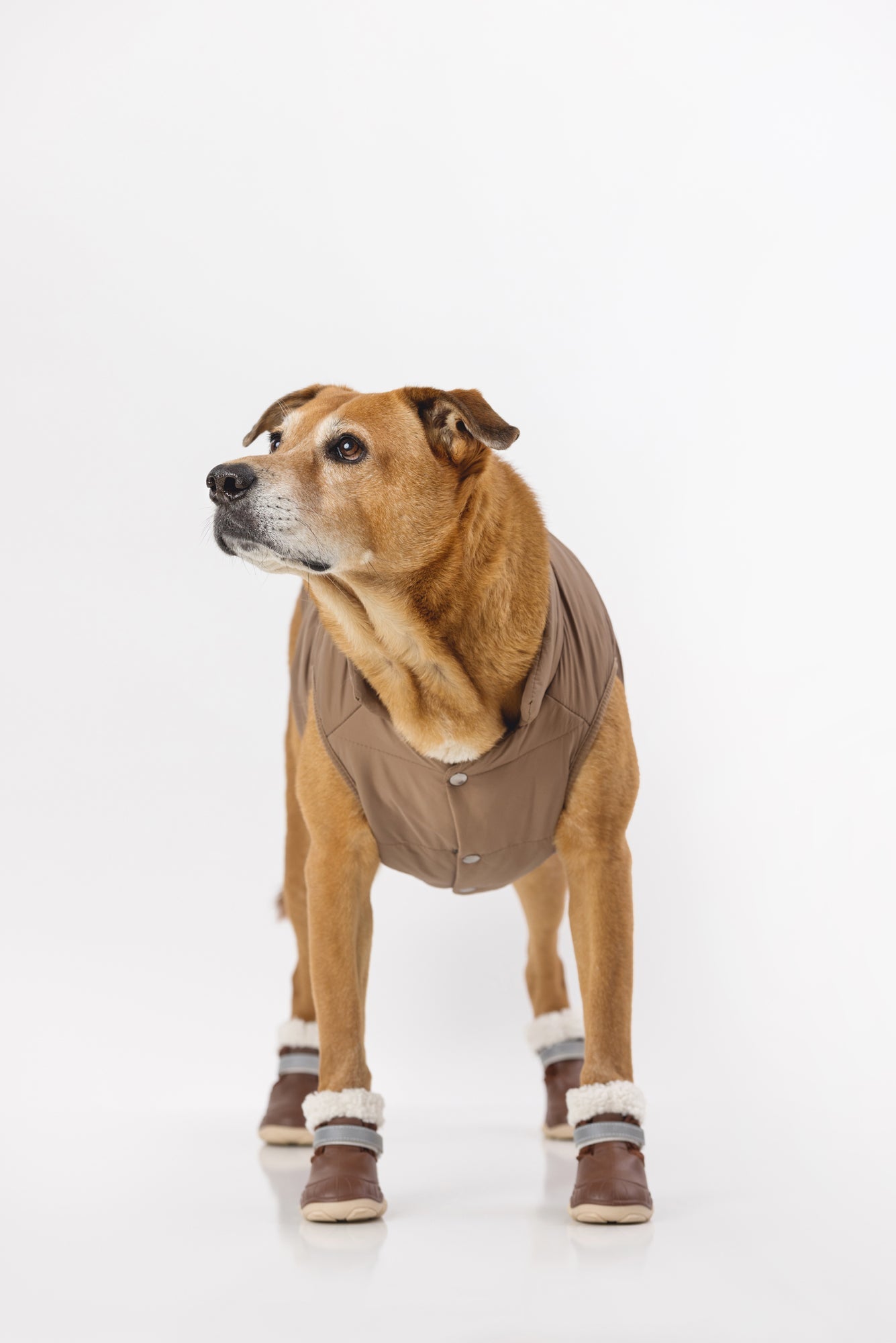 The Stassi Dog Snow Boots – Waterproof Winter Paw Protection