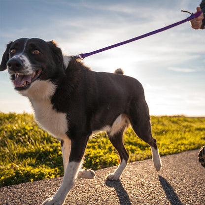 WUNDERleash No-Pull Dog Leash – Shock-Absorbing Walking Leash