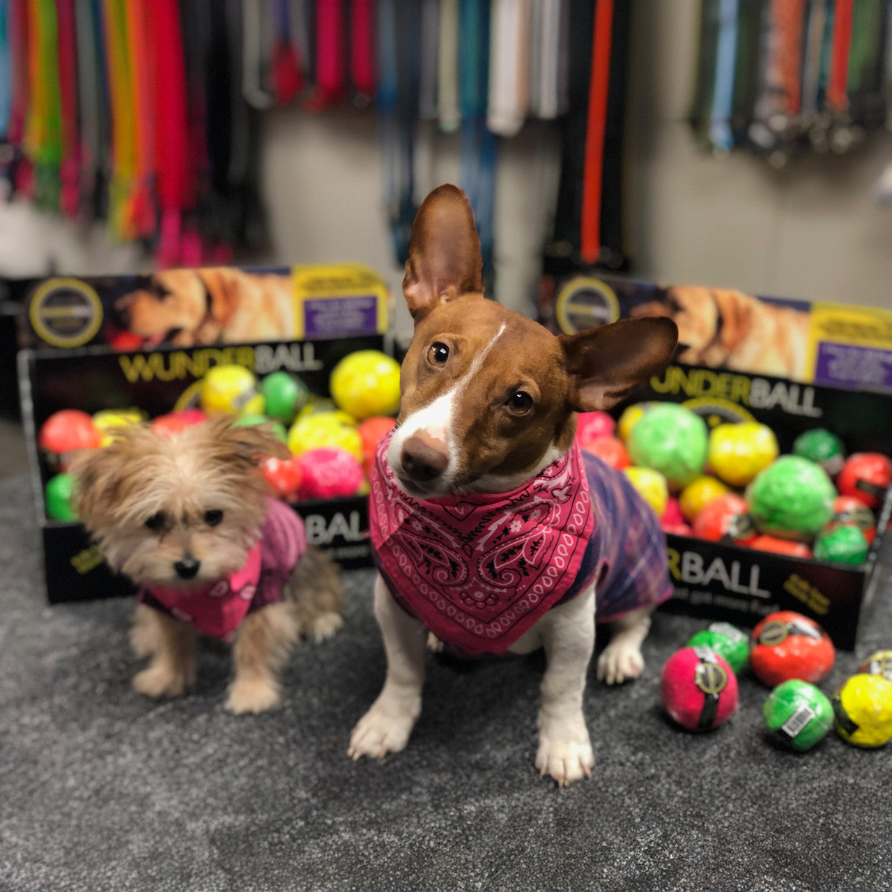 WUNDERball Fetch Toy – Natural Rubber Dog Ball
