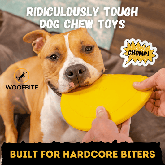 Launch Disc Dog Toy – Heavy-Duty Rubber Fetch Toy