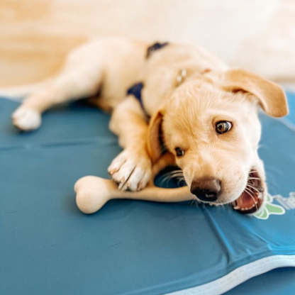 BetterBone Chew Toy (Light)