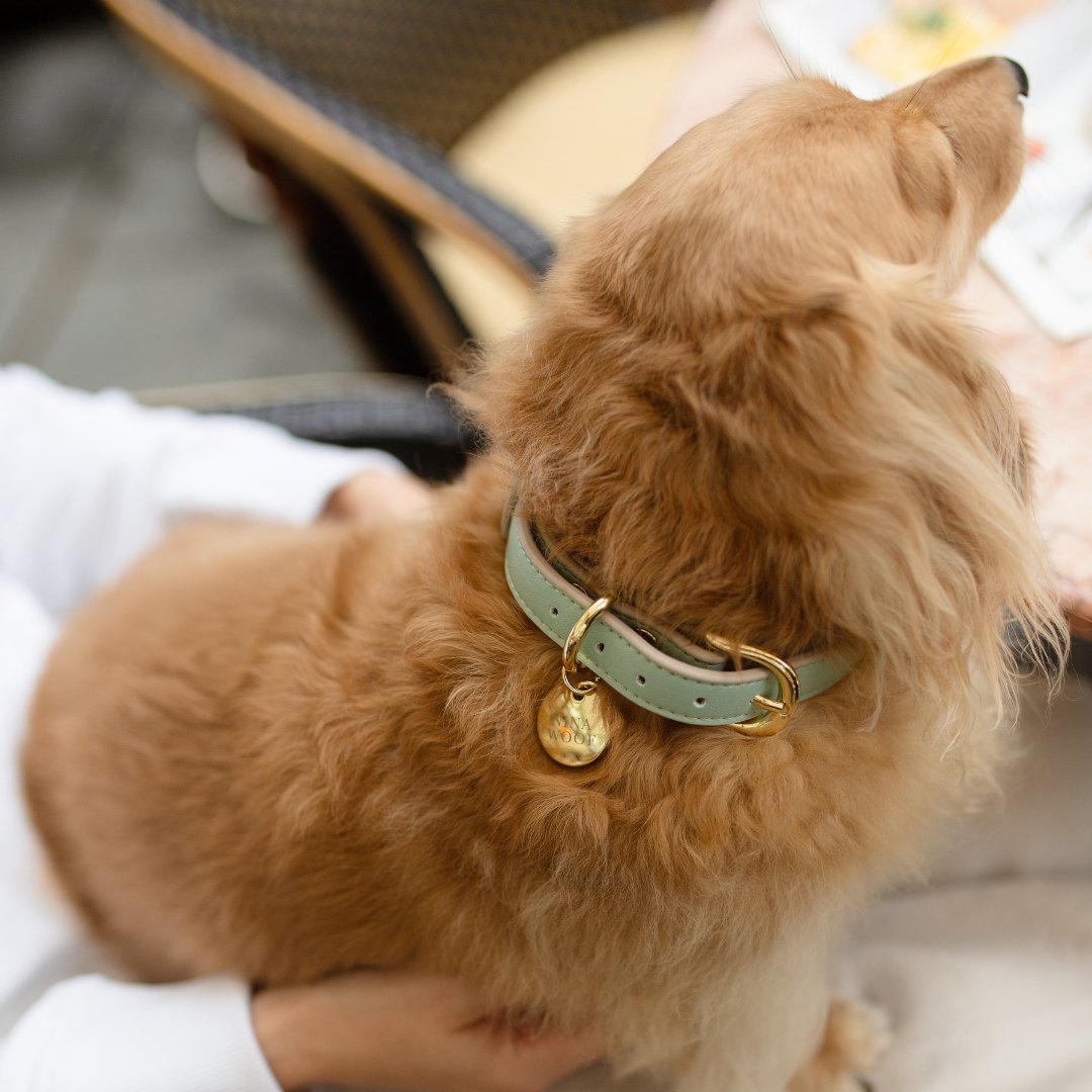 Nina Woof Copenhagen Dog Collar – Vegan Leather