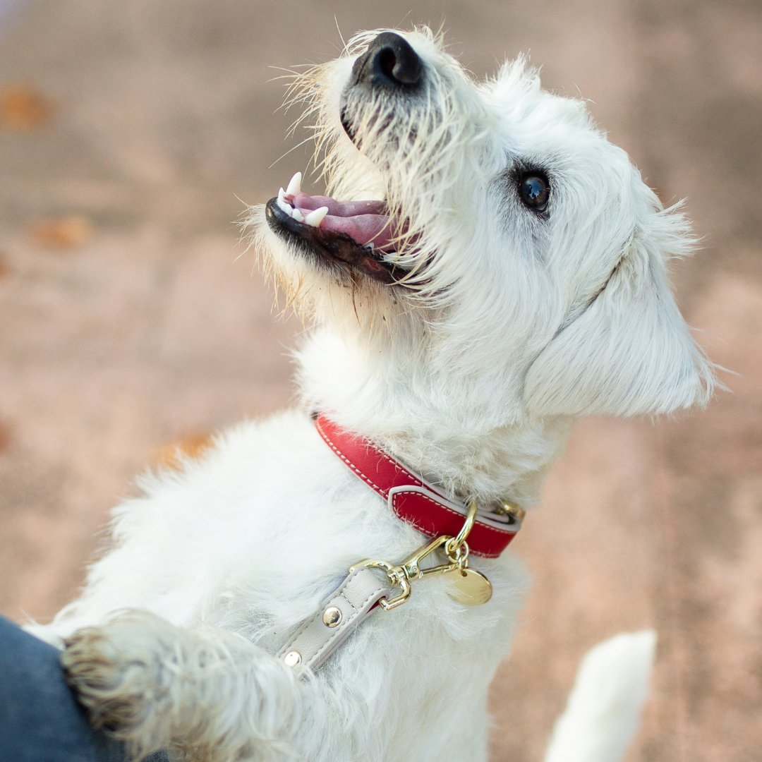 Nina Woof Copenhagen Dog Collar – Vegan Leather
