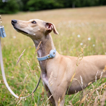 Nina Woof Cupertino AirTag Dog Collar – Vegan Leather