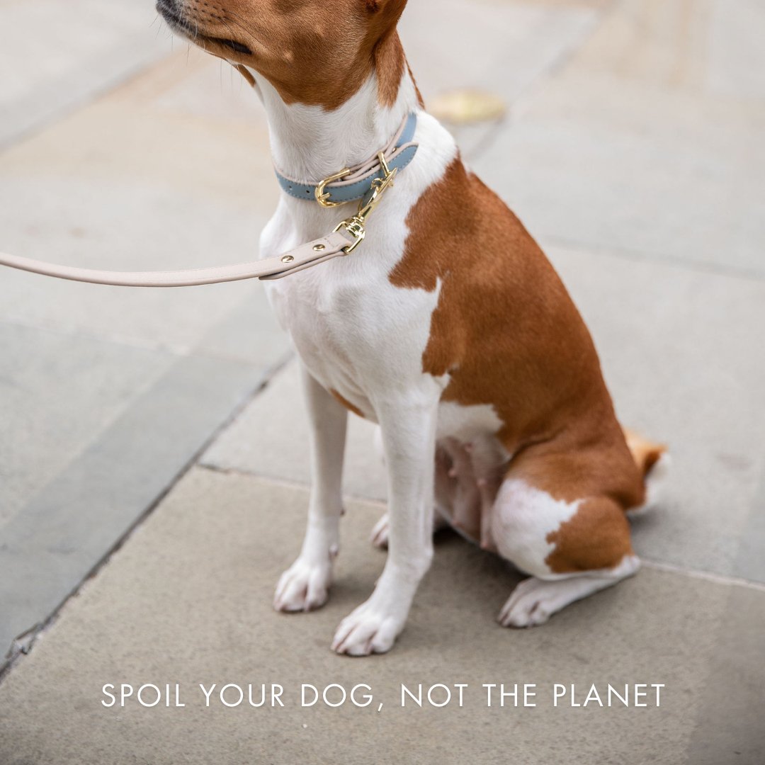Nina Woof Cupertino AirTag Dog Collar – Vegan Leather