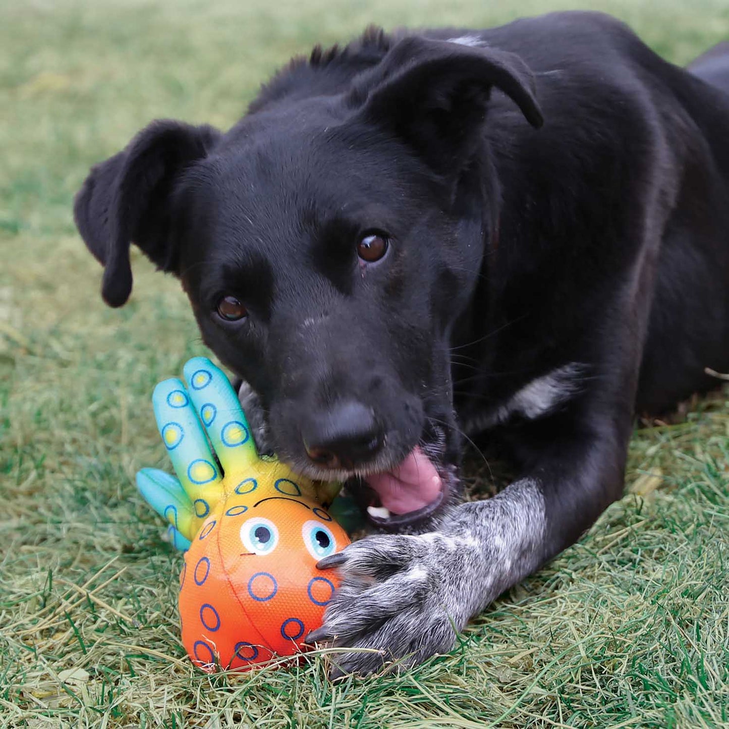 KONG Shieldz Tropics Dog Toy – Medium Squeaky Floating Toy