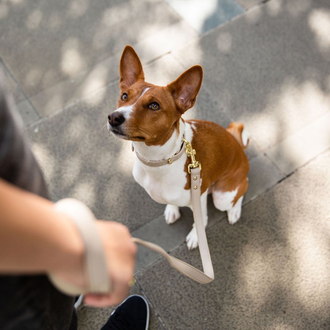 Nina Woof Vegan Leather Dog Leash – 4ft
