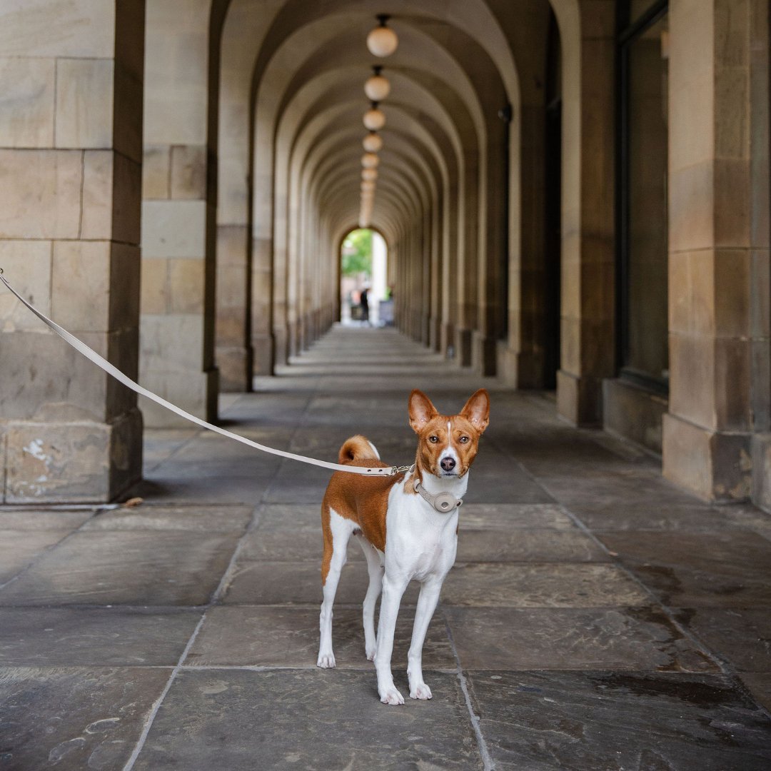 Nina Woof Vegan Leather Dog Leash – 4ft