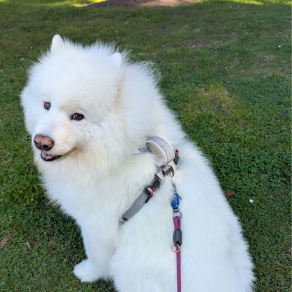 Magnetic No-Pull Dog Harness – One-Hand Clip Design