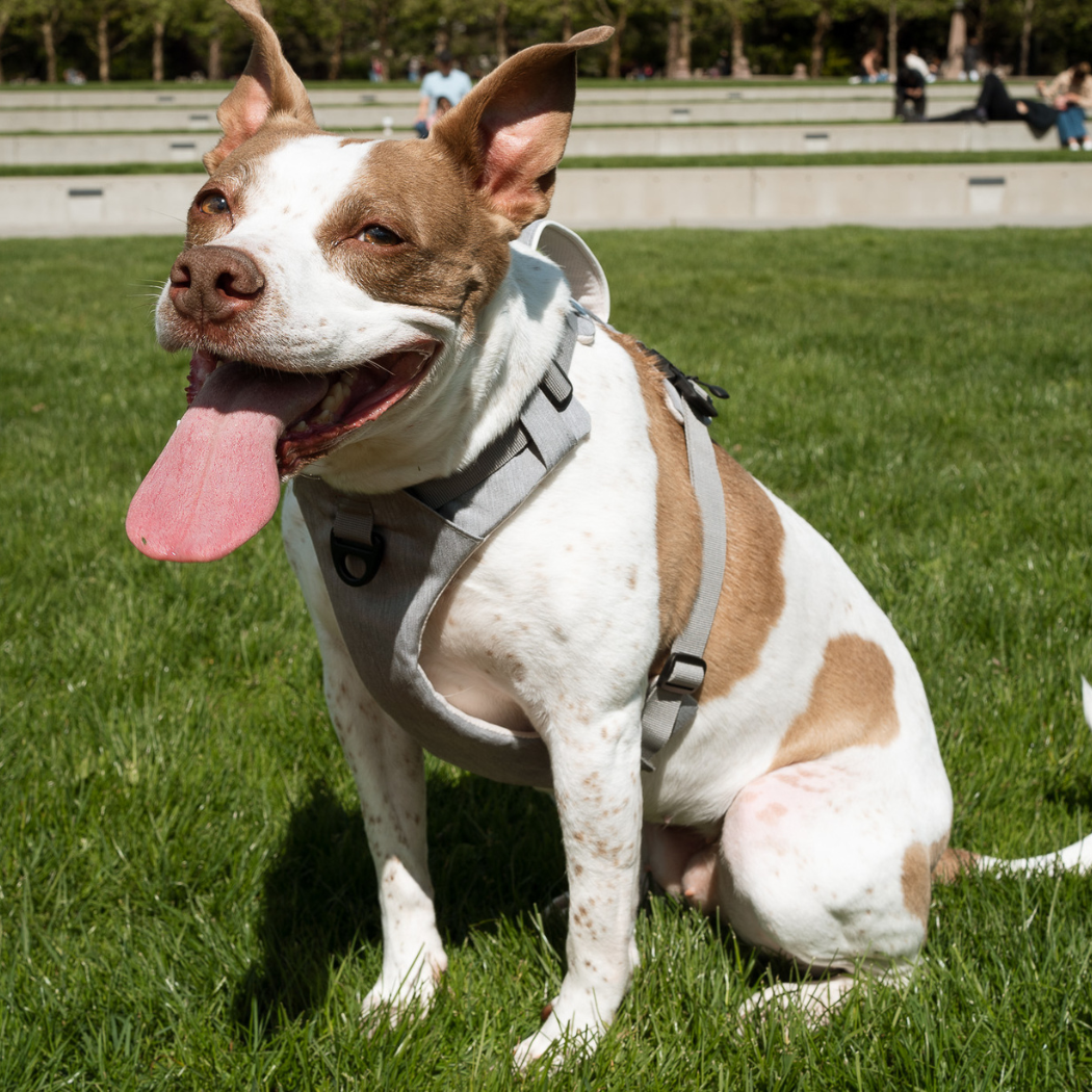 Magnetic No-Pull Dog Harness – One-Hand Clip Design