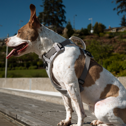 Magnetic No-Pull Dog Harness – One-Hand Clip Design