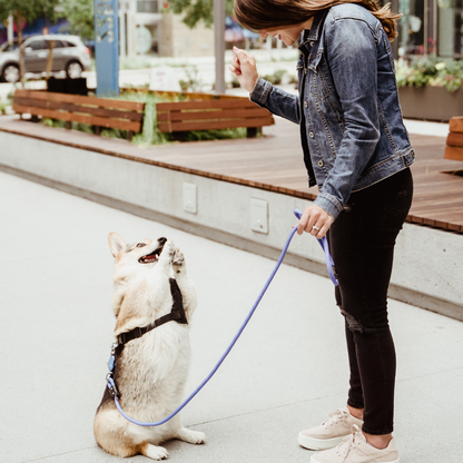 Patented Magnetic Dog Leash – One-Hand Connect & Release