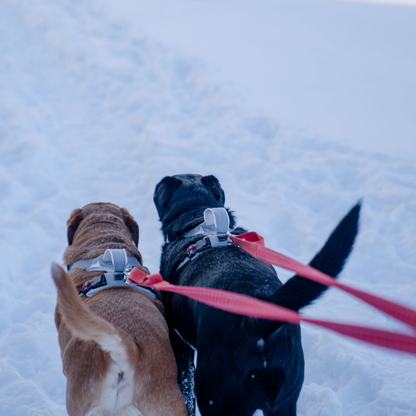 Magnetic No-Pull Dog Harness – One-Hand Clip Design