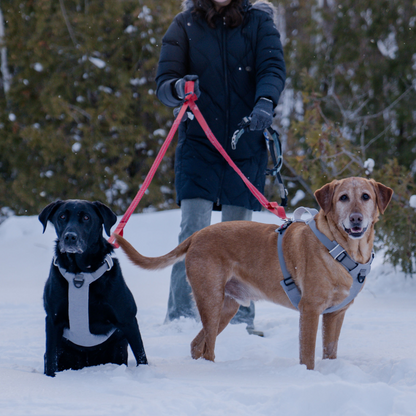 Magnetic No-Pull Dog Harness – One-Hand Clip Design
