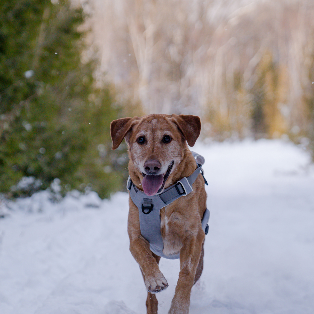 Magnetic No-Pull Dog Harness – One-Hand Clip Design