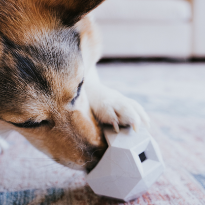 The Odin Dog Treat Dispensing Toy – Interactive Puzzle Feeder