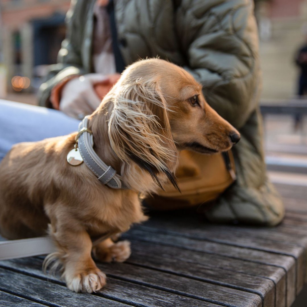 Nina Woof London Dog Collar – Vegan Leather