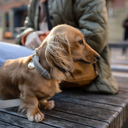 Nina Woof London Dog Collar – Vegan Leather