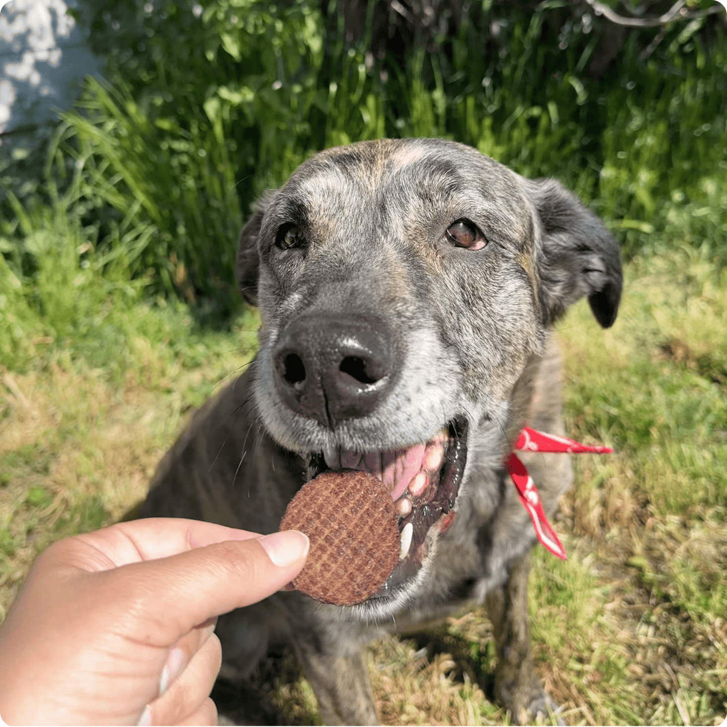 Farm to Pet Beef Chips Single-Ingredient Dog Treats