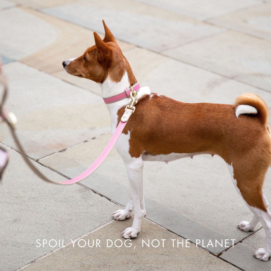 Nina Woof Rio Dog Collar – Vegan Leather